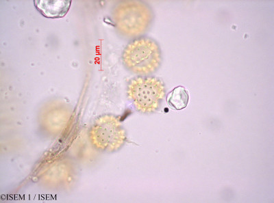 ISEM 1/Conyza_artemisiifolia_29056/Conyza_artemisiifolia_29056_0001(copy)_thumb.jpg